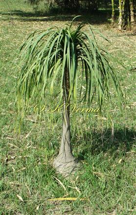 Plant